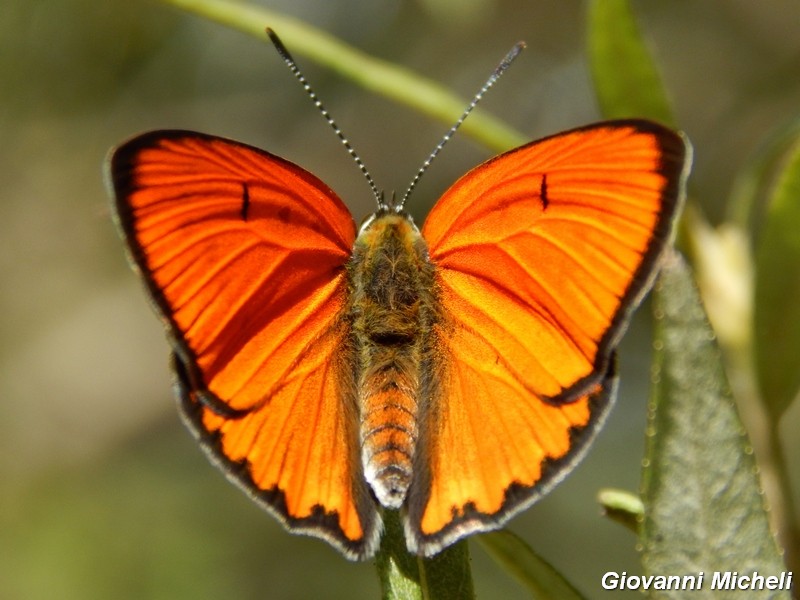 Lycaena.....